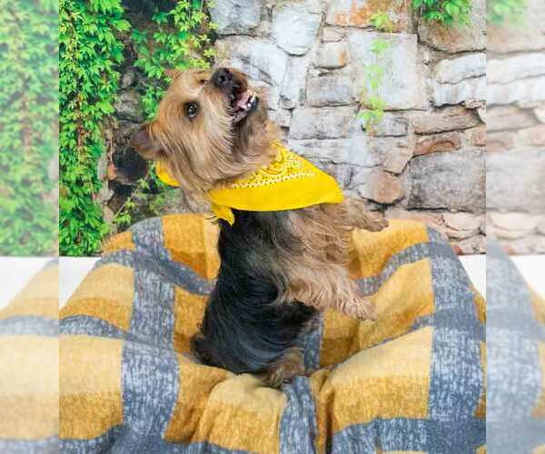 Medium Photo #2 Mutt Puppy For Sale in Kennesaw, GA, USA