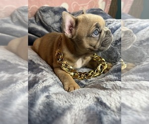 French Bulldog Puppy for sale in HOUSTON, TX, USA