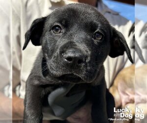 Labrador Retriever-Retriever  Mix Dogs for adoption in Washington, DC, USA