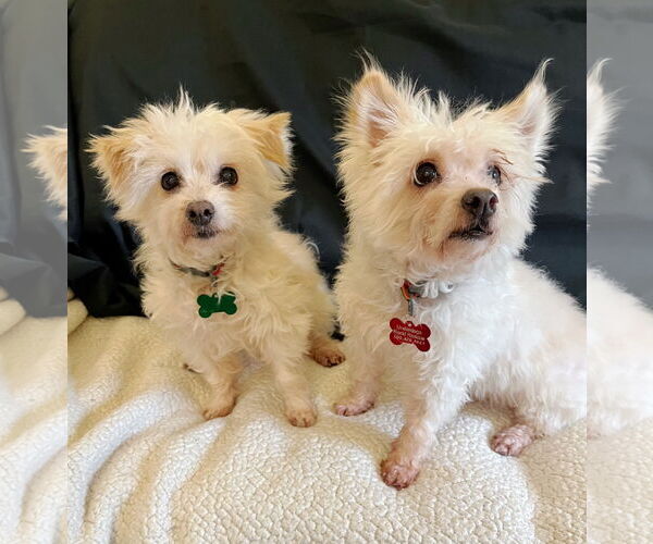 Medium Photo #2 Maltipoo (Toy) Puppy For Sale in Milwaukie, OR, USA