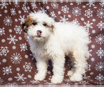 Puppy Flossie Yorkshire Terrier