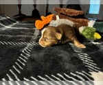 Small #3 Yorkshire Terrier