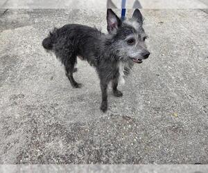 Toxirn Dogs for adoption in Houston, TX, USA