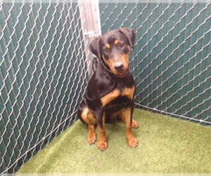 Rotterman Dogs for adoption in Downey, CA, USA