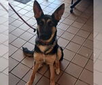 Small #3 German Shepherd Dog