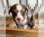 Small #2 Miniature Australian Shepherd