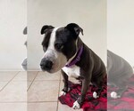 Small #1 Mutt