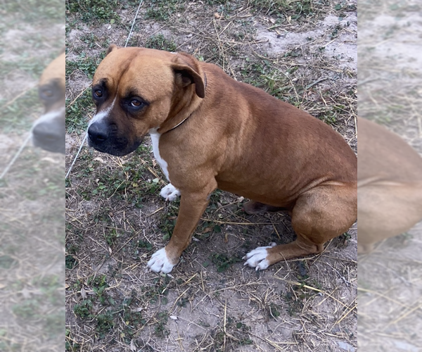 Medium Photo #2 Boxer Puppy For Sale in  Katy, TX, USA