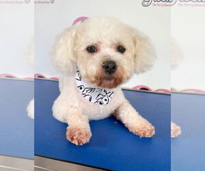 Poodle (Miniature)-Unknown Mix Dogs for adoption in Corona, CA, USA