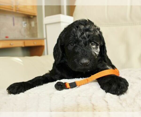 Medium Photo #1 Australian Labradoodle Puppy For Sale in CUMMING, GA, USA