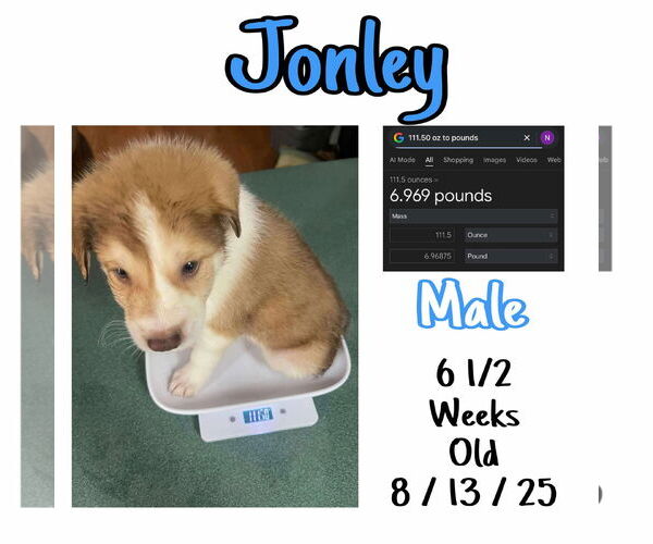 Medium Photo #3 Mutt Puppy For Sale in Westwood, NJ, USA