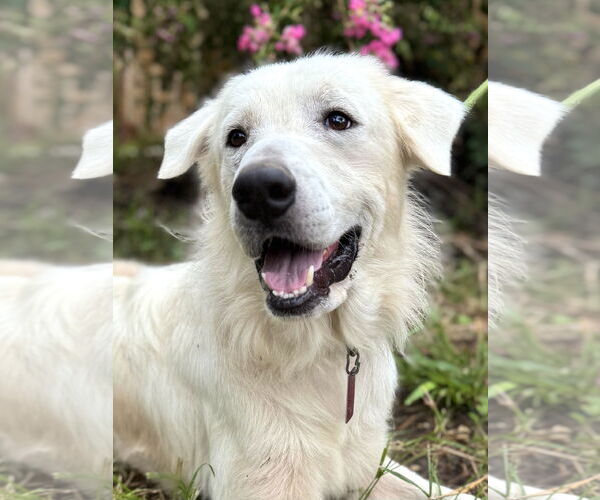 Medium Photo #4 Great Pyrenees Puppy For Sale in Spring, TX, USA