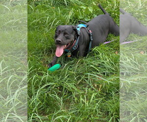 Pepper - Female Labrador Retriever-Unknown Mix Dog for Adoption - Photo #4