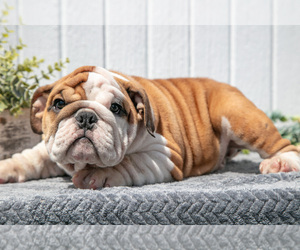 Medium English Bulldog