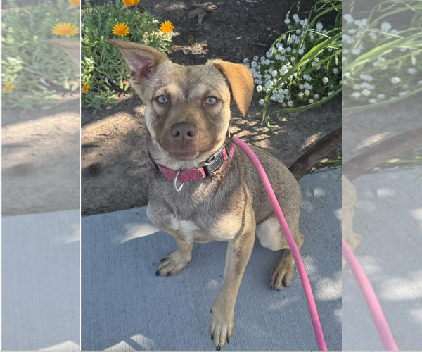 Medium Photo #8 Beagle-Unknown Mix Puppy For Sale in Newport Beach, CA, USA