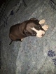 Small #17 American Pit Bull Terrier