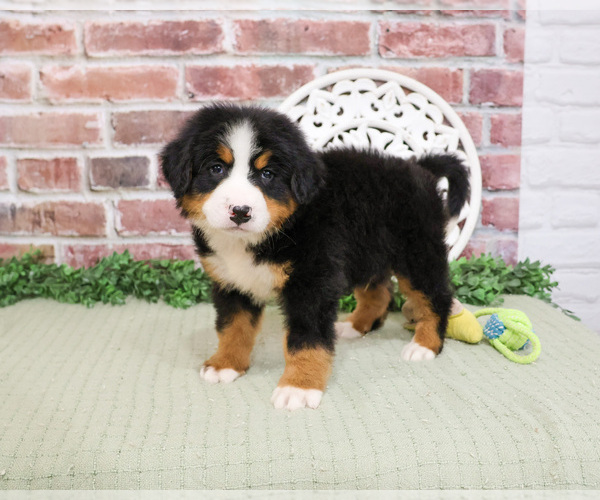 Medium Photo #4 Bernese Mountain Dog Puppy For Sale in SYRACUSE, IN, USA