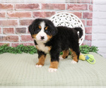 Small #3 Bernese Mountain Dog