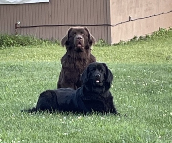 Medium Photo #1 Newfoundland Puppy For Sale in GREENSBURG, PA, USA