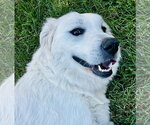 Small Great Pyrenees