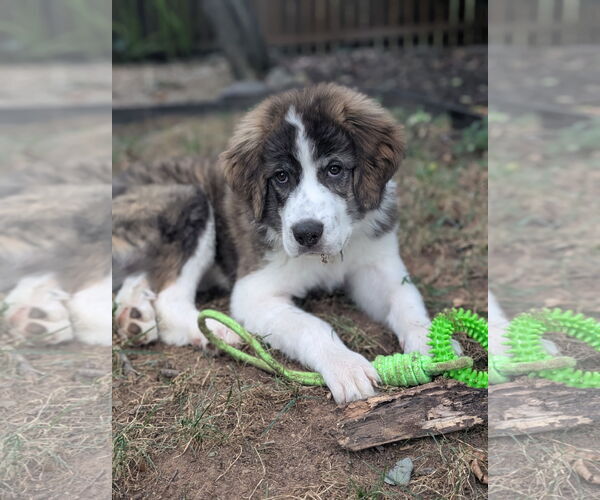 Medium Photo #2 Great Pyrenees-Unknown Mix Puppy For Sale in Greenville, SC, USA