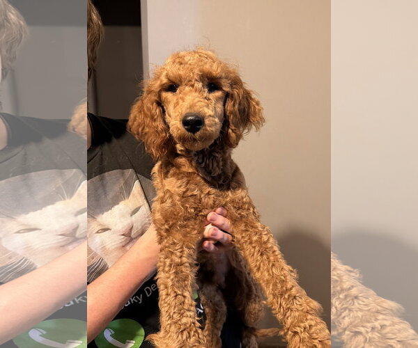 Medium Photo #2 Goldendoodle Puppy For Sale in Plainfield, IL, USA