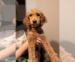 Small #1 Goldendoodle