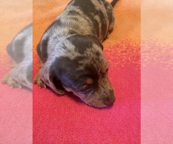 Medium Photo #6 Dachshund Puppy For Sale in DENHAM SPRINGS, LA, USA