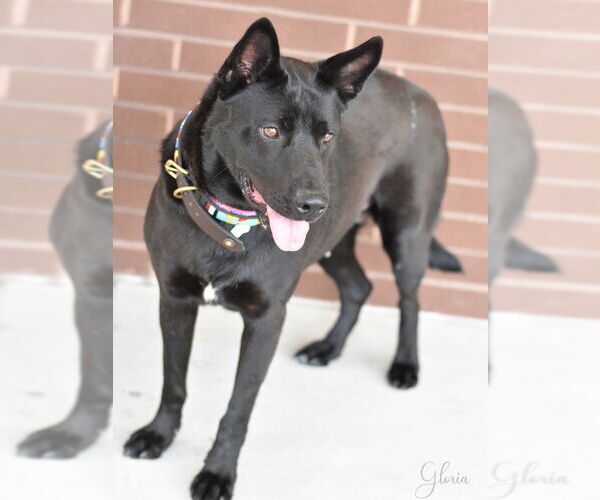Medium Photo #3 Dutch Shepherd -Labrador Retriever Mix Puppy For Sale in The Woodlands, TX, USA