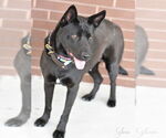 Small #2 Dutch Shepherd -Labrador Retriever Mix