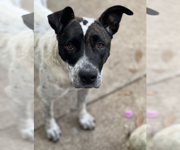 Medium Photo #4 American Bulldog-Unknown Mix Puppy For Sale in Dana Point, CA, USA