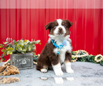 Small #4 Miniature Australian Shepherd