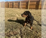 Small Photo #3 Doberman Pinscher Puppy For Sale in AUSTIN, TX, USA