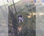 Small Photo #19 Australian Shepherd Puppy For Sale in GILMER, TX, USA