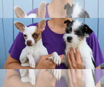 Small #3 Chihuahua Mix
