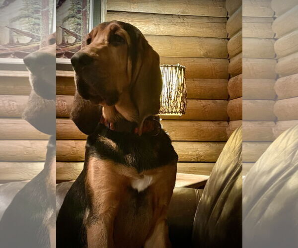 Medium Photo #5 Bloodhound Puppy For Sale in Coralville, IA, USA