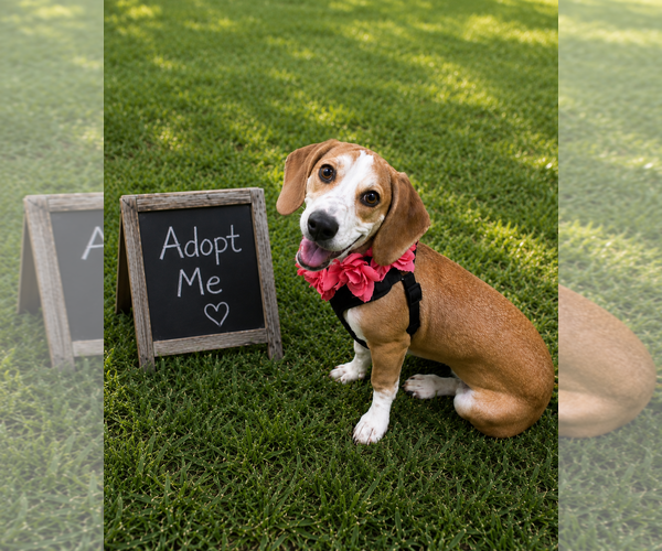 Medium Photo #4 Bagle Hound Puppy For Sale in Euless, TX, USA