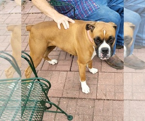 Mother of the Boxer puppies born on 06/18/2025