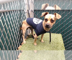 Dachshund-Unknown Mix Dogs for adoption in Downey, CA, USA