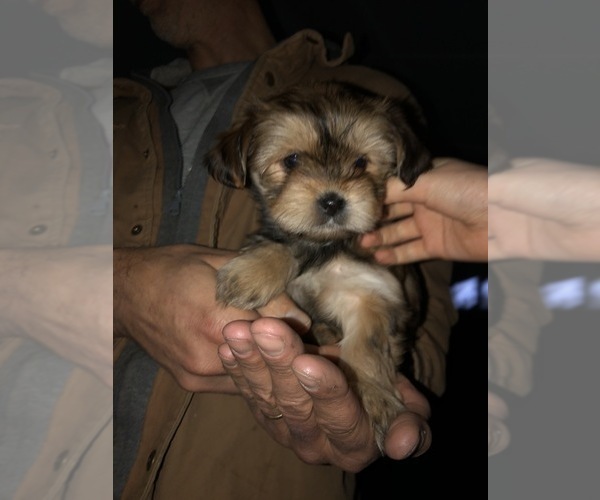 Medium Photo #1 Shorkie Tzu Puppy For Sale in CANTON, TX, USA