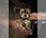 Small Photo #1 Shorkie Tzu Puppy For Sale in CANTON, TX, USA