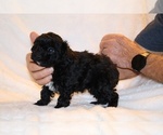 Small #9 Poodle (Toy)