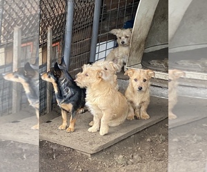Chiweenie Dogs for adoption in PARKLAND, WA, USA