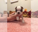 Small Photo #6 Boston Terrier Puppy For Sale in GLADEWATER, TX, USA