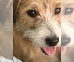 Small #1 Mutt