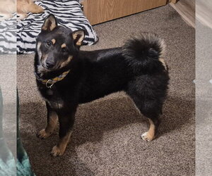 Shiba Inu Dogs for adoption in Omaha, NE, USA