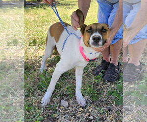 Mutt Dogs for adoption in Bandera, TX, USA