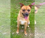 Small #1 American Staffordshire Terrier Mix
