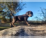 Small Catahoula Leopard Dog
