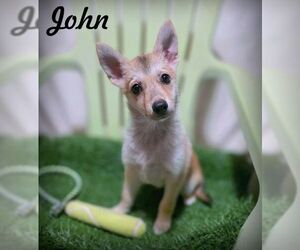 Chiranian Dogs for adoption in Chino Hills, CA, USA